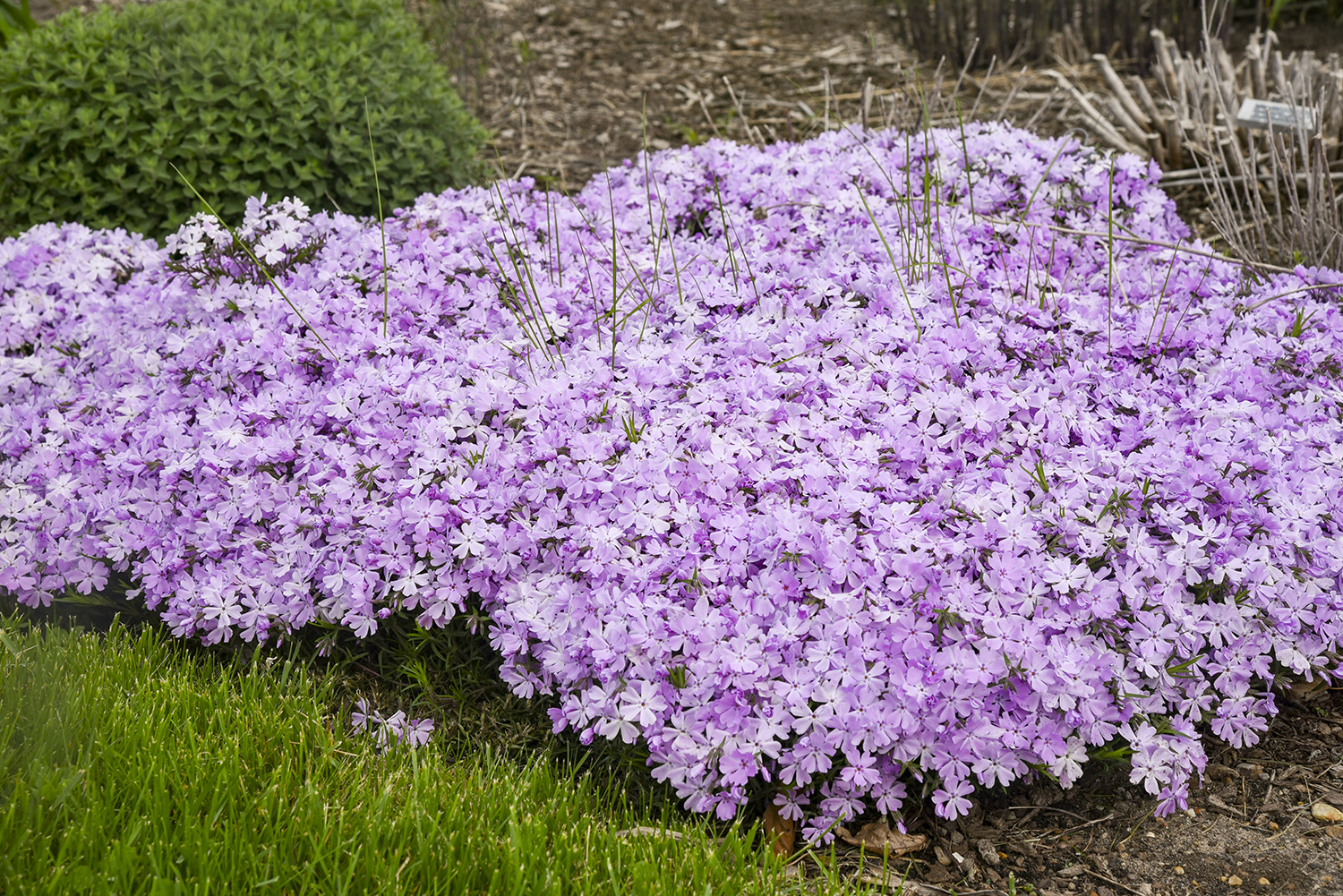 Phlox